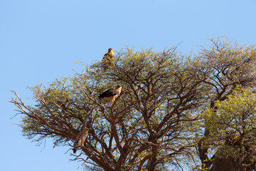 large eagle on tree in Kalahari desert, Africa safari wildlife