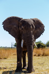 Fototapeta premium African elephant Africa safari wildlife and wilderness