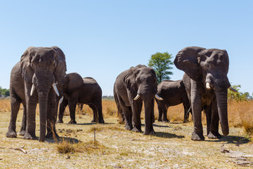Fototapeta na wymiar African elephant Africa safari wildlife and wilderness