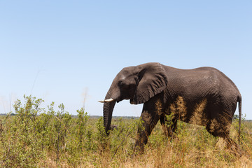 Obraz premium African elephant Africa safari wildlife and wilderness