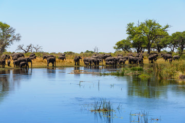 African elephant Africa safari wildlife and wilderness