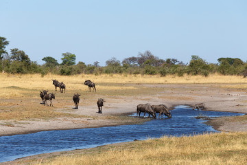 Fototapeta na wymiar Gnu, wildebeest Africa safari wildlife and wilderness