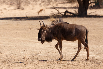 Gnu, wildebeest on kalahari desert, Africa safari wildlife
