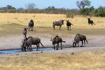 Gnu, wildebeest Africa safari wildlife and wilderness