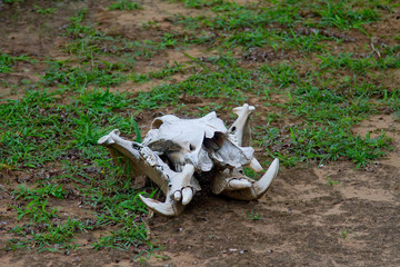 Skull of a dead hippopotamus killed by lions at the Selous Game Reserve, Tanzania (Africa)