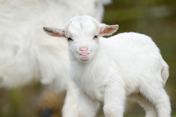 white goat kid standing on meadow