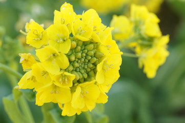 菜の花