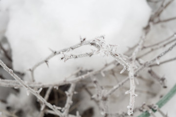 Trees in Winter