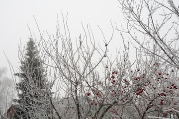 Trees in Winter