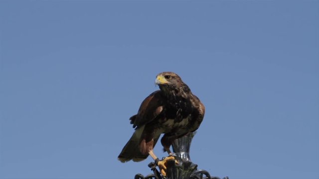 Harris Hawk takes flight from ornamental lamp post