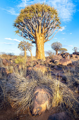 Namib Sentinel
