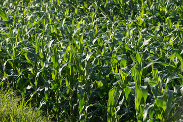 Corn field