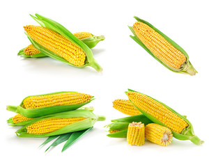 Corn collection isolated