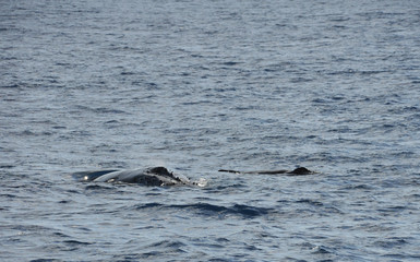 Obraz premium Humpback Whale with his baby in the Indian Ocean near Reunion Island