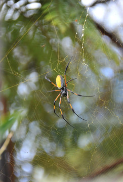 Yellow and Balck Nephila Inaurata Spider on her net in Reunion Island