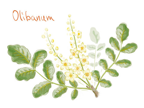 Boswellia sacra (commonly known as frankincense or olibanum-tree