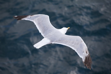 Beautiful seagulls over the blue sea
