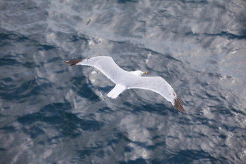 Beautiful seagulls over the blue sea
