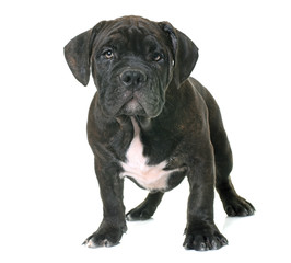 Obraz premium puppy american staffordshire terrier