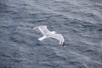 Beautiful seagulls over the blue sea
