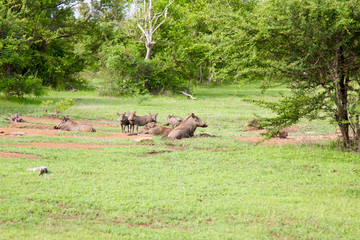 Family of wild warthogs at the Selous Game Reserve, Tanzania (Africa)