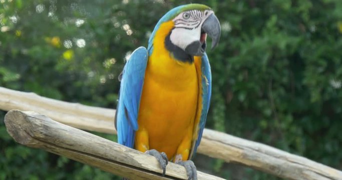 Blue-and-Yellow macaw (Ara Ararauna) on a branch