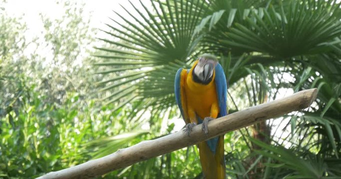 Blue-and-Yellow macaw (Ara Ararauna) on a branch