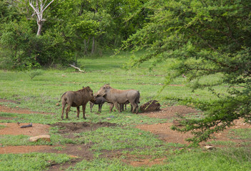 Naklejka na ściany i meble Family of wild warthogs at the Selous Game Reserve, Tanzania (Africa)
