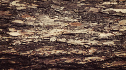 Old rich wood grain texture background with knots