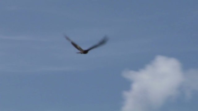Flying hawk silhouettes