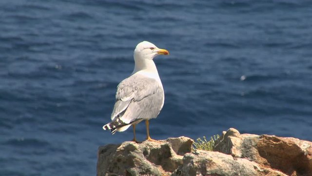 seagull on coast
