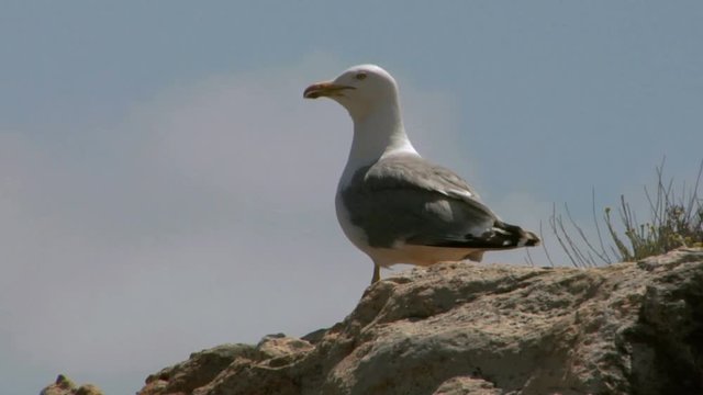 seagull on coast