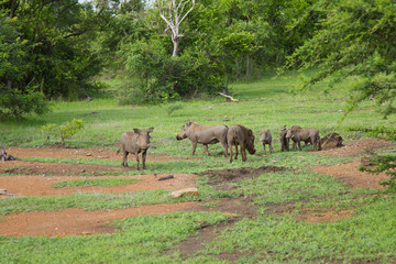 Fototapeta premium Family of wild warthogs at the Selous Game Reserve, Tanzania (Africa)