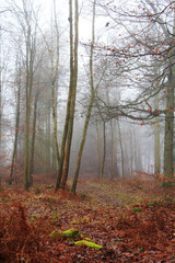 English woodland on a foggy misty morning