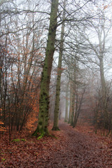 English woodland on a foggy misty morning