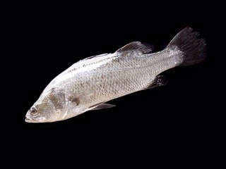 barramundi, silver perch, white perch isolated 