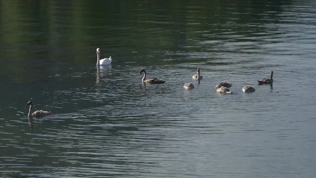 White swans in a lake