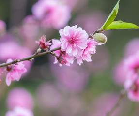 Beautiful Pink Cherry Blossom