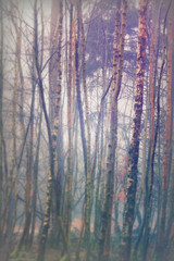 English woodland on a foggy misty morning
