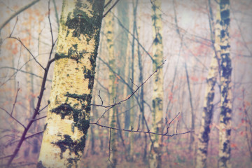 English woodland on a foggy misty morning