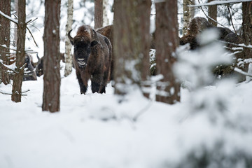 European bison herd in the beautiful white forest during winter time, bison bonasus, european animals, prehistoric creature, zidlov nature reserve in czech republic