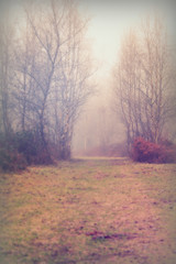 Obraz na płótnie Canvas English woodland on a foggy misty morning