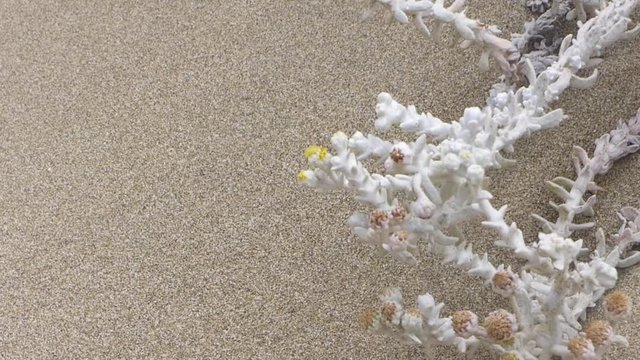Strandplanze Strand Sonne Sand Mittelmeer 