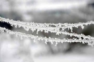 Winter background. The branch covered with white frost and snow close up.