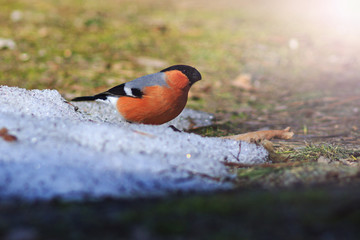 red bullfinch bird sitting on the spring meadow with sunny hotspot