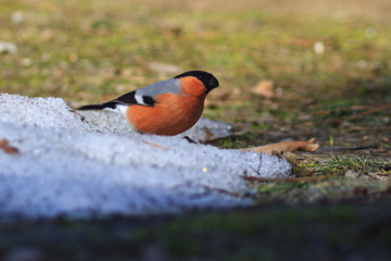 red bullfinch bird sitting on the spring meadow