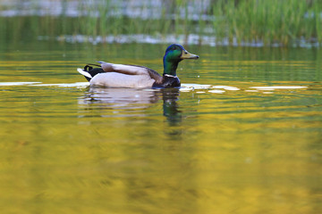 mallard floats in a beautiful light