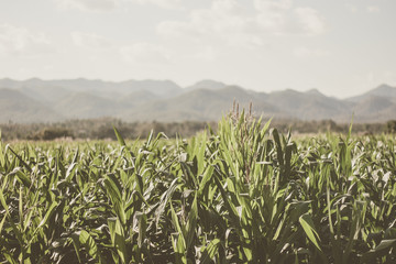 corn field concept