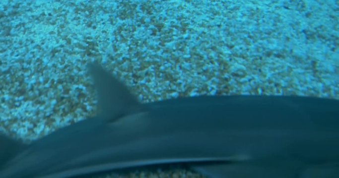 A Common Guitarfish shark swimming on the sea bed