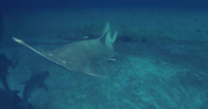 A Longcomb Sawfish swimming on the sea bed